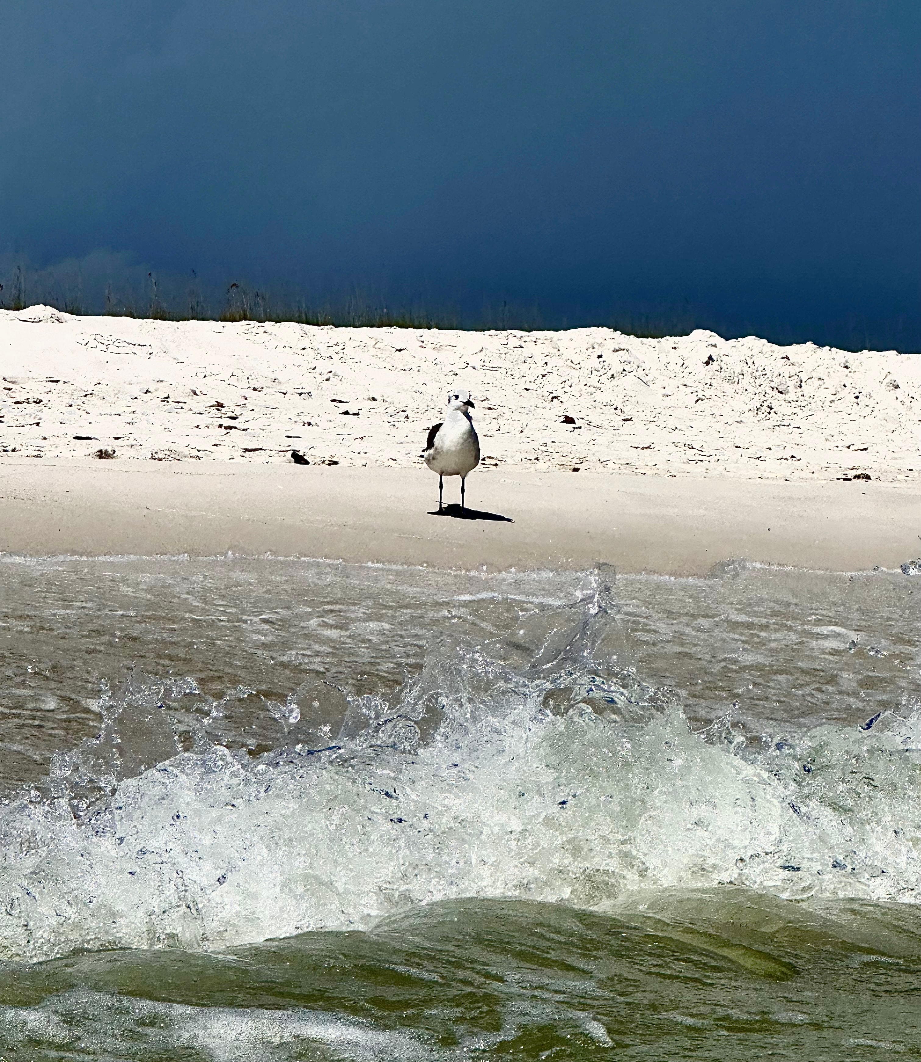 Gull + Breaking Wave