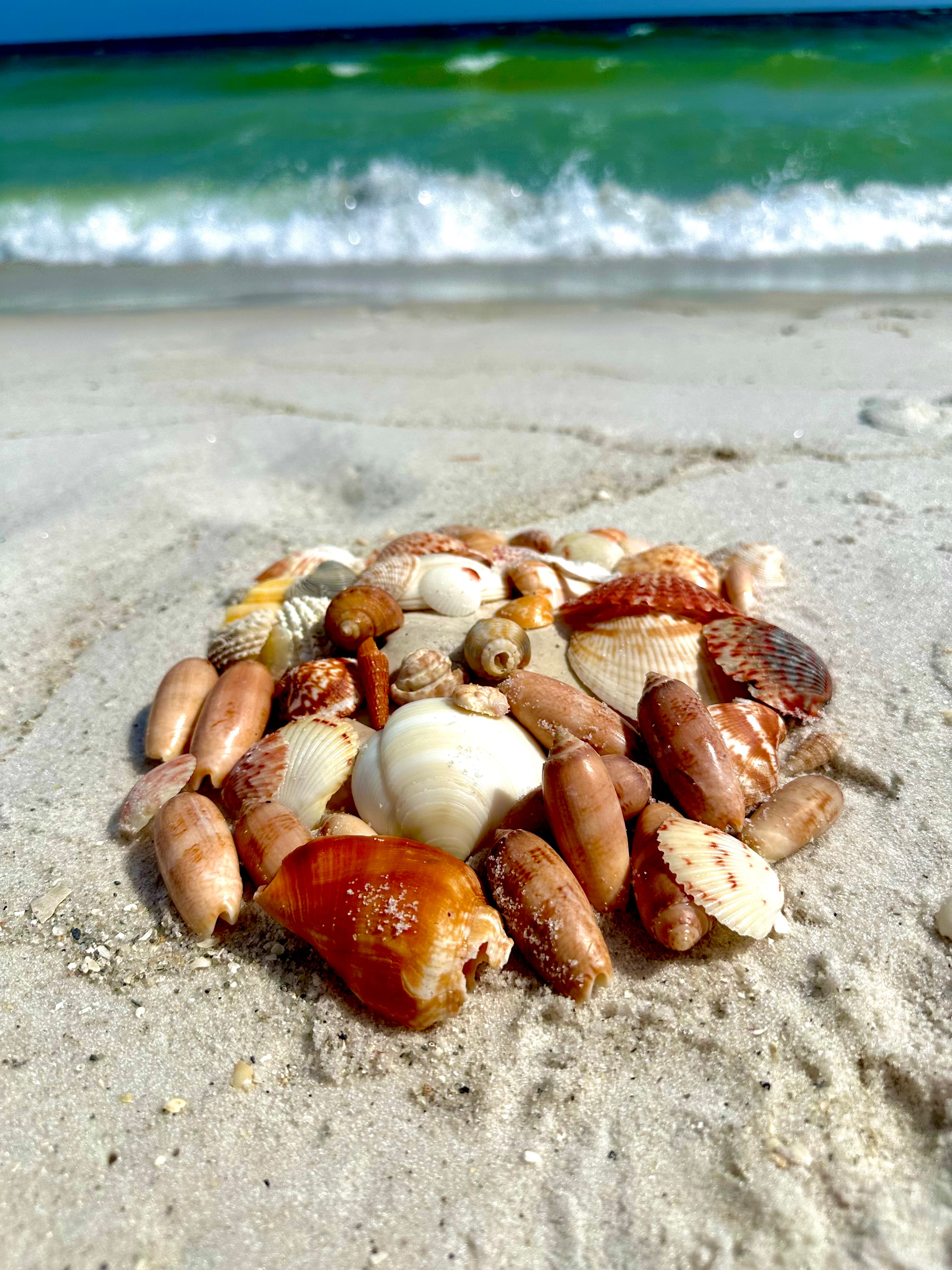 Shell Collection