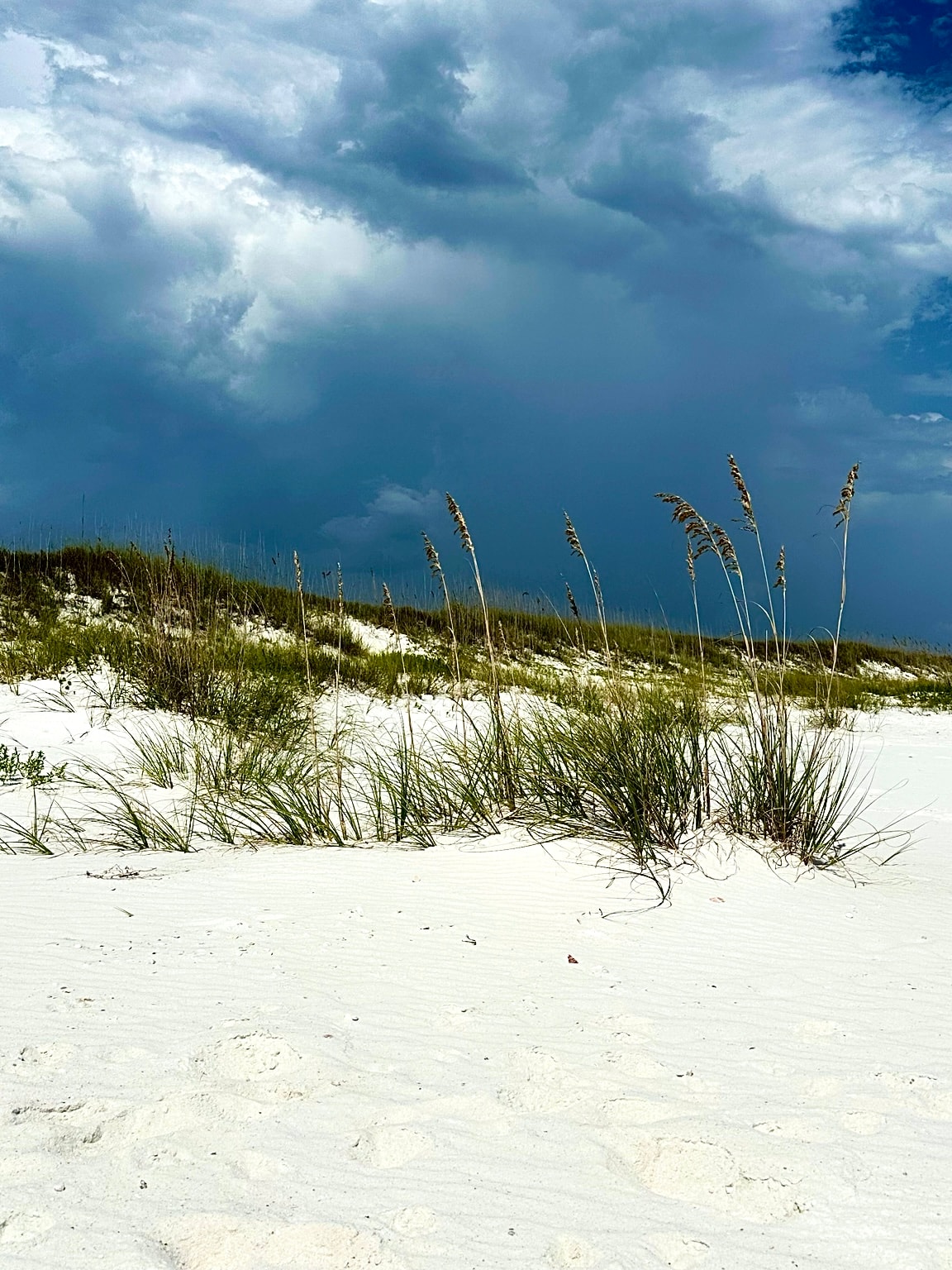 Storm + Sea Oats